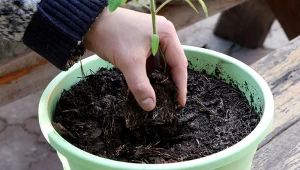 Głębokie sadzenie rozsady w doniczce pomaga pomidorom wytworzyć stabilny system korzeniowy.