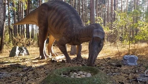 Majazaura była dinozaurem, który starannie opiekował się młodymi