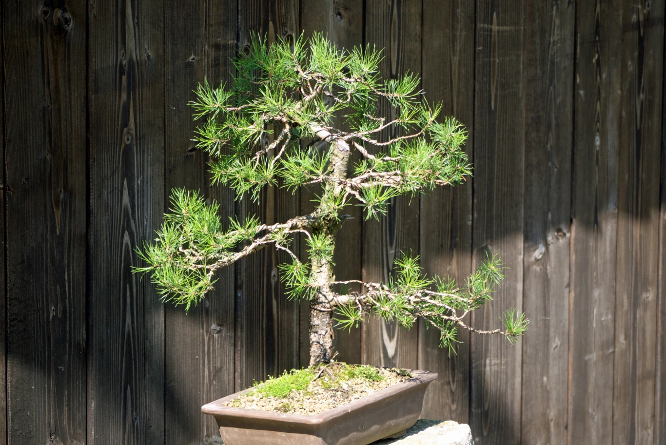 Drzewko bonsai w prostokątnej doniczce, starannie przycięte i uformowane, ustawione na tle drewnianego ogrodzenia.