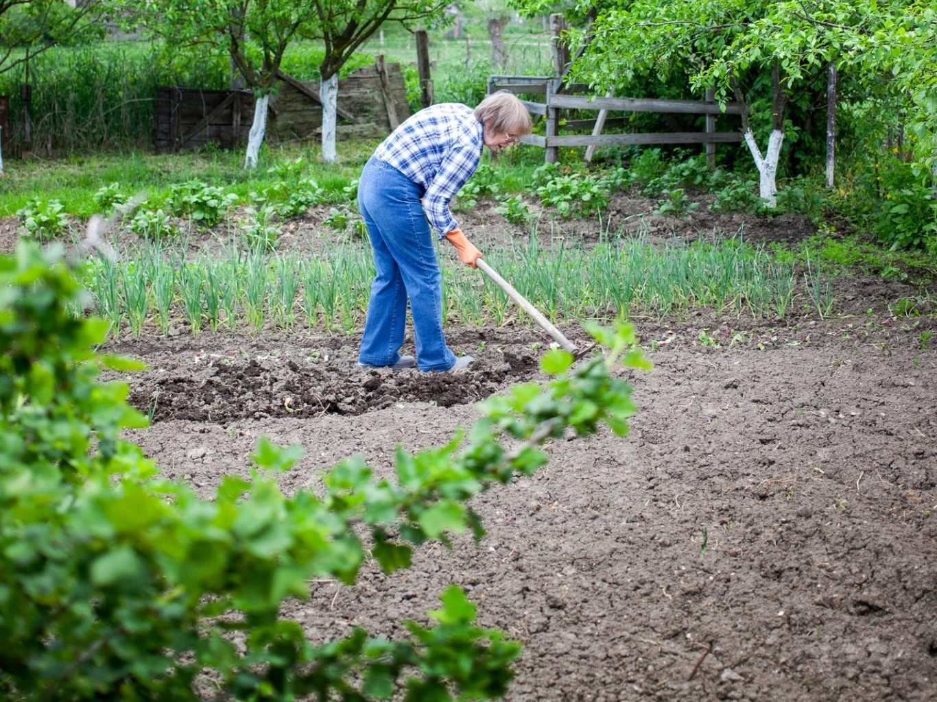 Biochar pomieszany z ziemią w ogrodzie działa jak magazyn na wodę i nawozy. Biochar zmieszany z ziemią. Kobieta przekopuje grządkę z młodymi roślinami w ogrodzie.