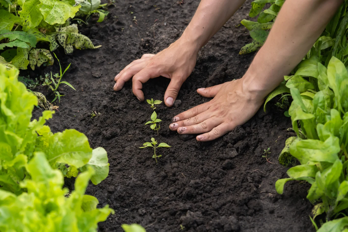 Biochar zatrzymuje wodę w strefie korzeniowej. Dłonie sadzą małą roślinę w wilgotnej, czarnej ziemi otoczonej zielonymi liśćmi warzyw.