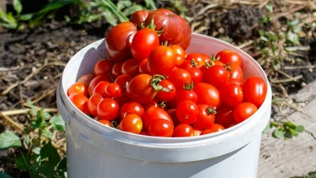 Pomidory na balkonie możesz uprawiać w wiadrze, doniczce albo w skrzynce. Wyrosną jak na drożdżach, gdy zapewnisz im dobre warunki