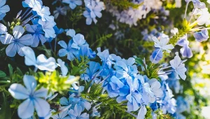 Ołownik uszkowaty nada twojemu balkonowi greckiego klimatu. Sprawdź, jak go uprawiać