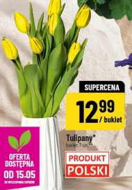 Tulipan Tulipany