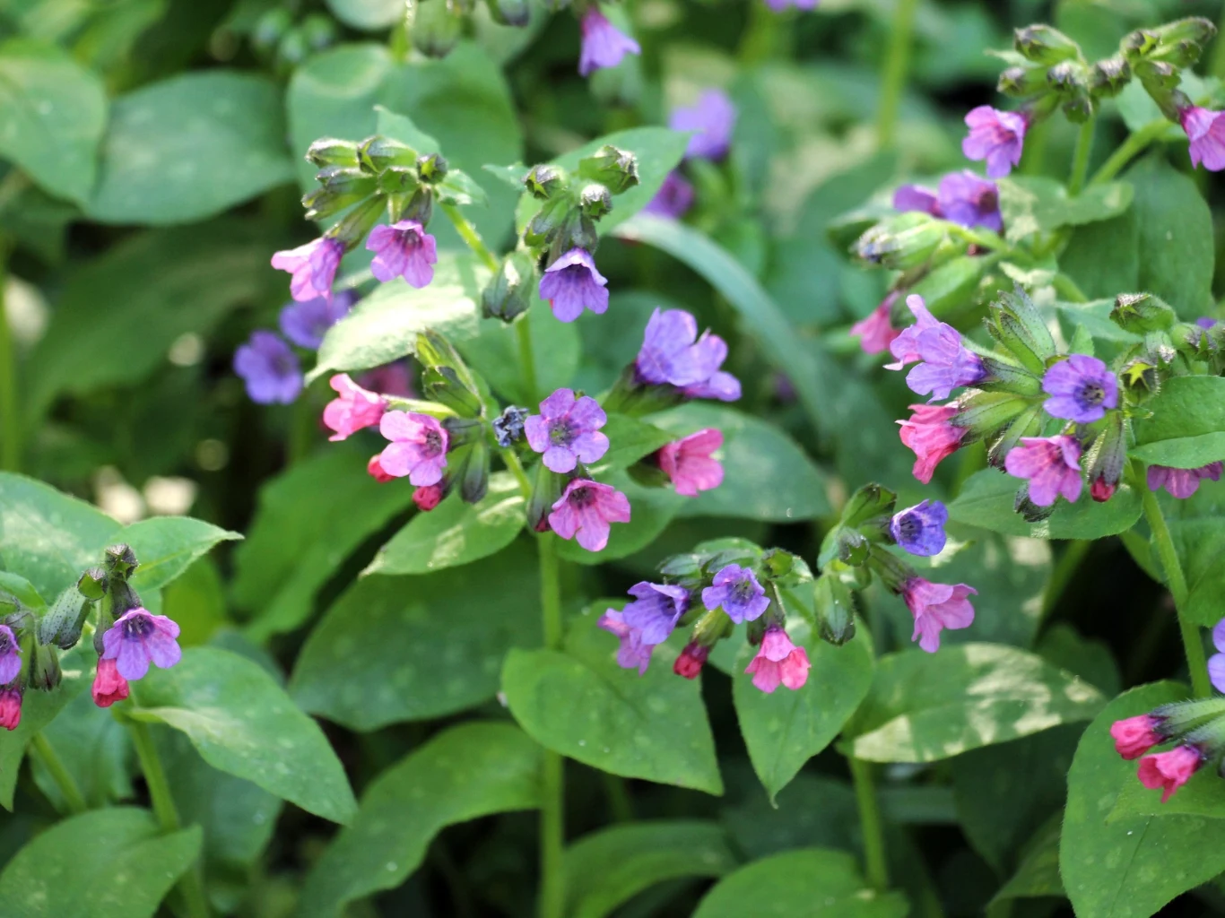 Miodunka plamista (Pulmonaria officinalis) ma efektowne liście i kwiaty. Kwiaty miodunki o fioletowych i różowych dzwonkowatych płatkach otoczone zielonymi liśćmi.