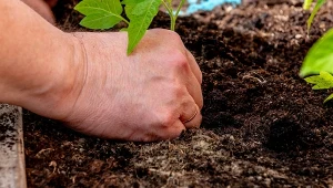 Obowiązek przed sadzeniem pomidora do gruntu. Każda sadzonka się przyjmie