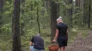 W maju grzybiarze nie próżnują. Można teraz zebrać różne gatunki smacznych grzybów, m.in. żółciaka siarkowego, pieczarki.