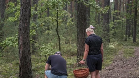 W maju grzybiarze nie próżnują. Można teraz zebrać różne gatunki smacznych grzybów, m.in., krasnoborowiki ceglastopore
