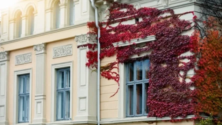 Istnieją pnącza, które nie tylko pięknie rosną, ale i nie niszczą elewacji