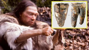 Odkryto najstarszy zabieg dentystyczny. Dokonali go Neandertalczycy
