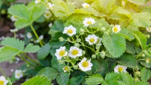Poznaj trik plantatorów truskawek. Wystarczy rozłożyć pod krzaczkami