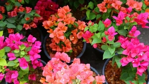"Królowa południa" wygrywa z pelargonią. Jest zasypana kwiatami do jesieni