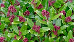 Żadne hortensje i rododendrony. Jeszcze lepszy krzew do ogrodu