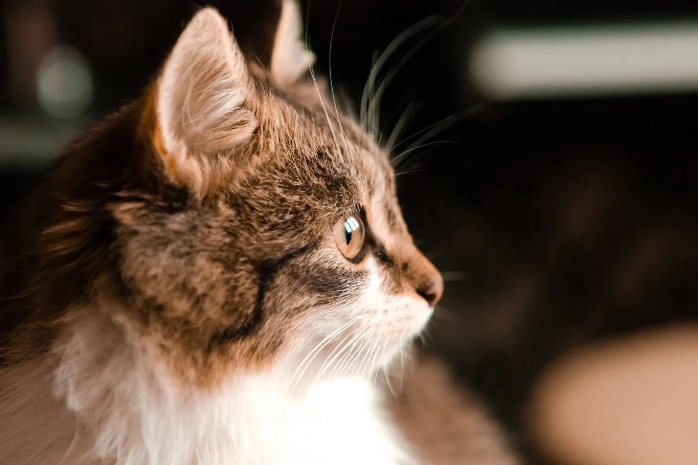Profil puszystego kota o brązowo-białym umaszczeniu, z wyraźnym, skupionym spojrzeniem skierowanym w bok.