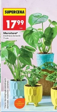 Monstera