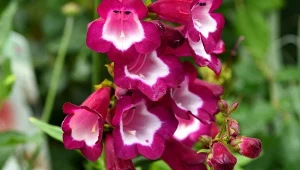 Wygląda jak egzotyczna orchidea. Ma wiele odmian i jest prosta w uprawie