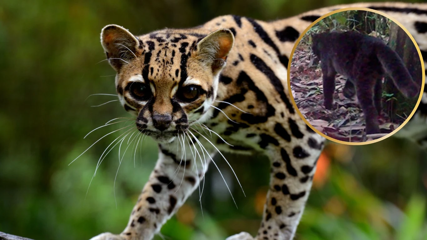 Oncilla czyli ocelot tygrysi to przepiękne zwierzę o tygrysim futrze, które doprowadziło do jego zagłady Oncilla o żółtobrązowym futrze z ciemnymi plamami, patrzy do przodu. W rogu sylwetka ciemniejszego kota.