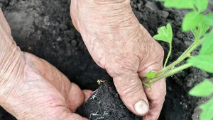 Rosną pod płotem, a wzmacniają pomidory. Włóż je do dołka przed sadzeniem