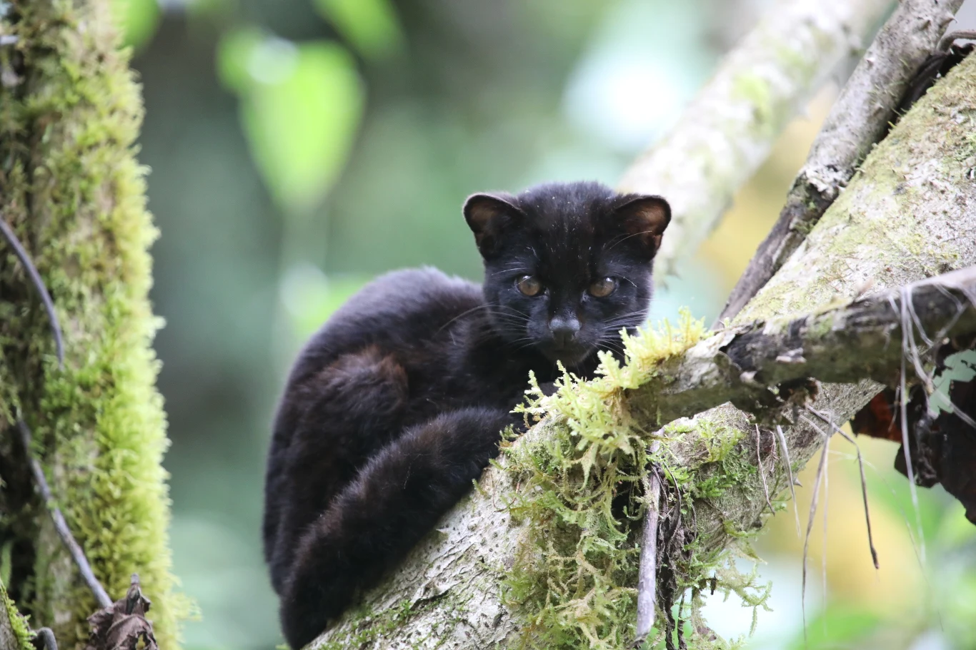 Czarna odmiana oncilli, czyli ocelota tygrysiego w lesie Cerro de la Muerte w Kostaryce Czarny kot leży na porośniętej mchem gałęzi drzewa, spoglądając uważnie w kierunku obiektywu.