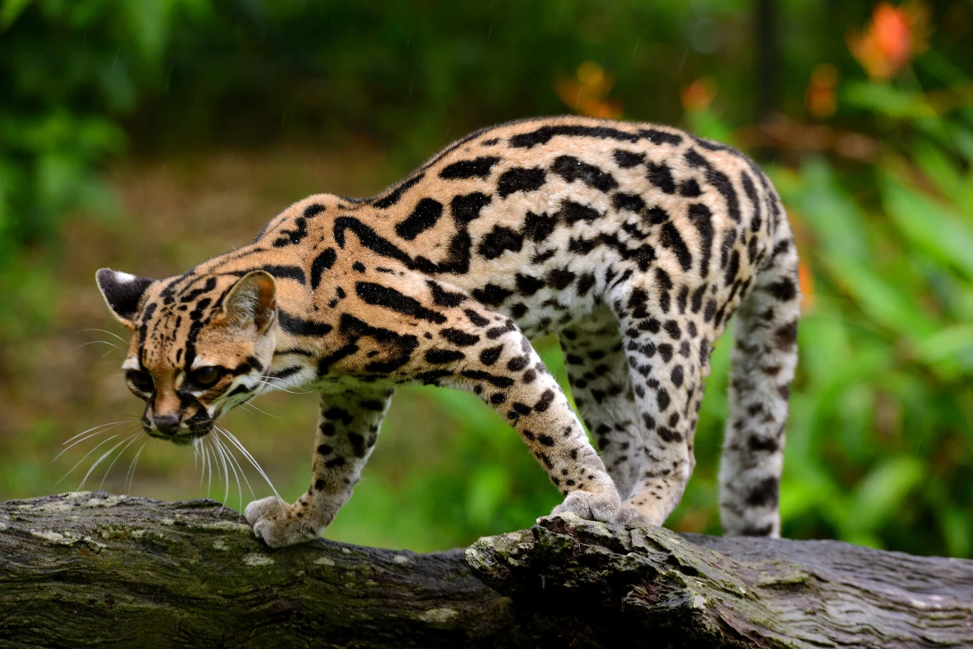 Ocelot tygrysi zwany oncillą sfotografowany w Gujanie Francuskiej Ocelot o charakterystycznym, cętkowanym umaszczeniu przechadzający się po powalonym pniu drzewa na tle zieleni.
