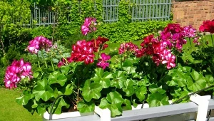 Domowy nawóz do pelargonii. Tak zapewnisz im długie i obfite kwitnienie w sezonie. 