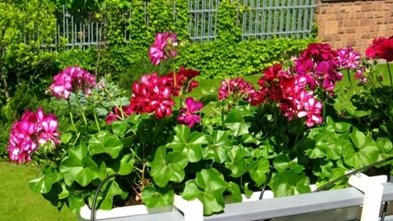 Domowy nawóz do pelargonii. Tak zapewnisz im długie i obfite kwitnienie w sezonie. 