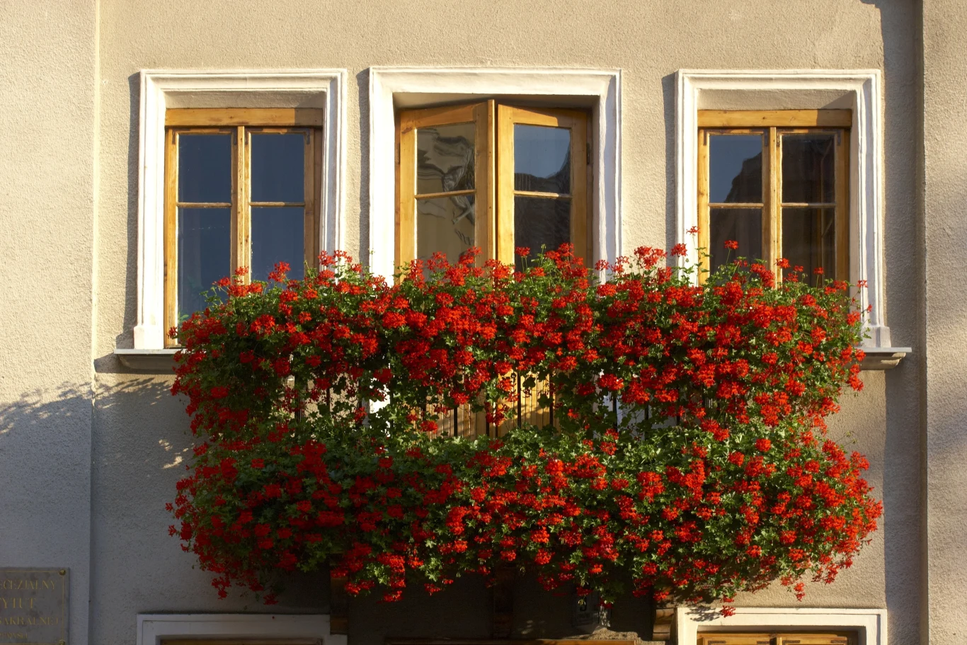 Balkon pokryty bujnymi czerwonymi pelargoniami, na tle trzech drewnianych okien w jasnej elewacji budynku.