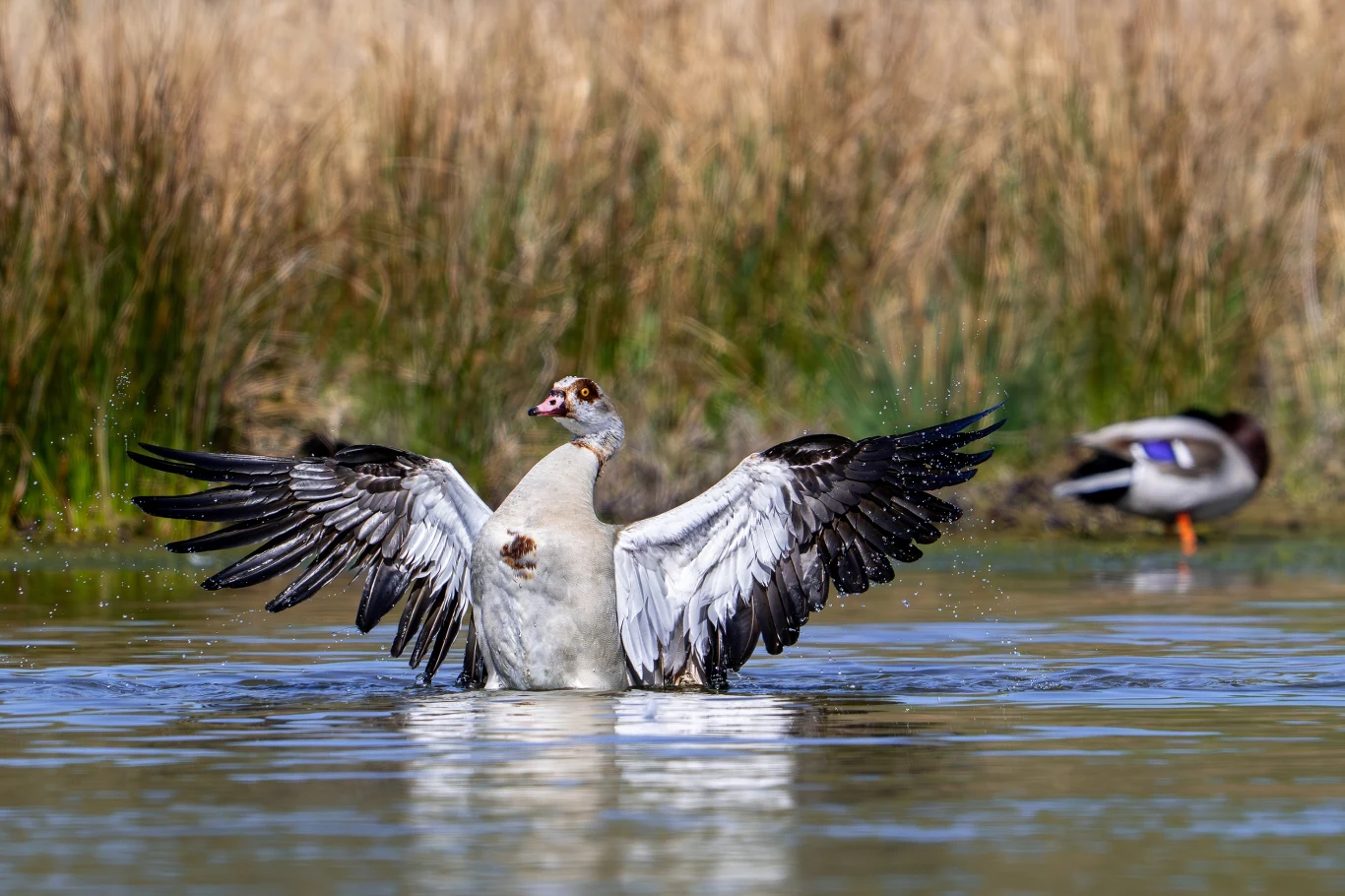 Gęsiówka egipska coraz liczniej pojawia się w Polsce Gęsiówka egipska z rozłożonymi skrzydłami w płytkiej wodzie, w tle drugi ptak przy wysokich trawach.