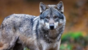 Wilk jest w Polsce chroniony od lat dziewięćdziesiątych