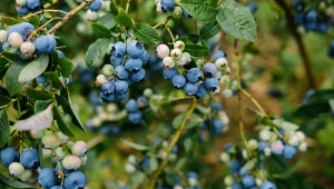 Naturalny dodatek do wody sprawi, że krzaki borówki amerykańskiej będą obsypane owocami. 