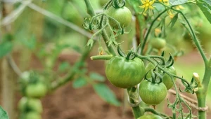 Posadź, a potem podlewaj odżywką. Pomidorów zbierzesz całe skrzynki