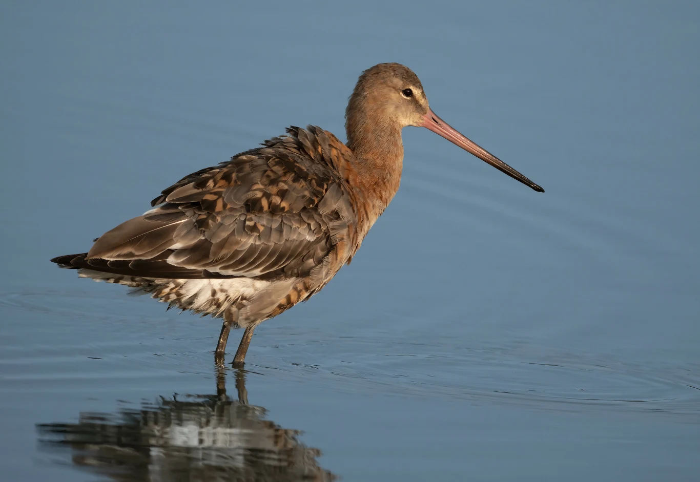 Szacunkowo populacja rycyka (łac. Limosa limosa) w ostatnich dwudziestu latach spadła o ok. 90 proc. Rycyk z długim, prostym dziobem i brązowo-szarym upierzeniem stoi w płytkiej wodzie, widoczny w odbiciu.