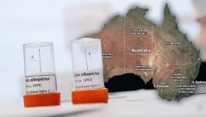 Kąsa wielokrotnie i boleśnie. Inwazyjny owad ruszył w głąb Australii