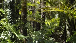 Drzewa pochłaniają wodę z gleby i uwalniają ją do atmosfery poprzez liście. Tworzy to bogate w wilgoć powietrze, które przyczynia się opadów także na odległych obszarach.