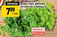Базилік у горщику Polski