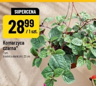 Komarzyca