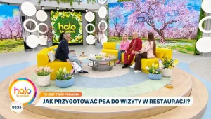 Czy psy powinny mieć wstęp do restauracji? 