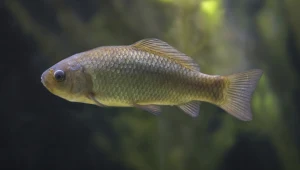 Karaś został w Polsce nieco zapomniany. Teraz wraca do łask
