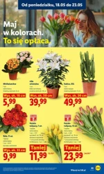 Zakupy, które się opłacają – Lidl