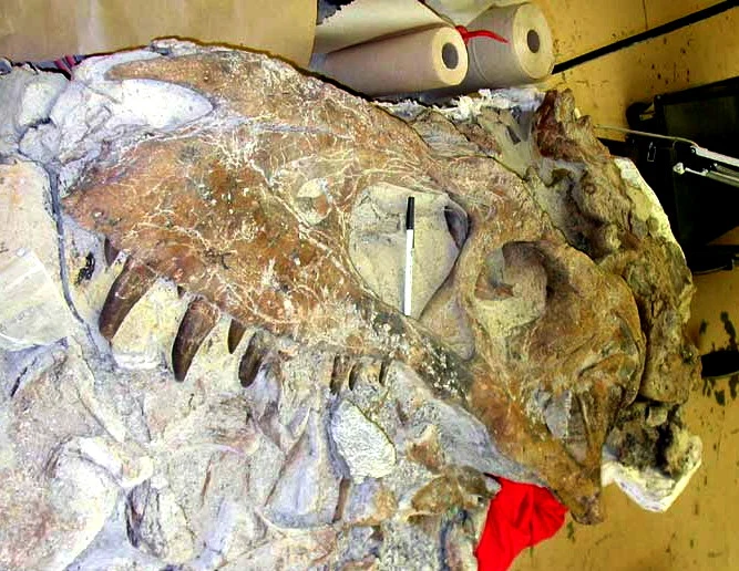 Czaszka bistahiewersora znaleziona w Nowym Meksyku podczas obróbki Duża skamieniała czaszka dinozaura z widocznymi, ostrymi zębami oraz charakterystycznymi szczelinami i pęknięciami, obok położony długopis dla porównania rozmiaru.