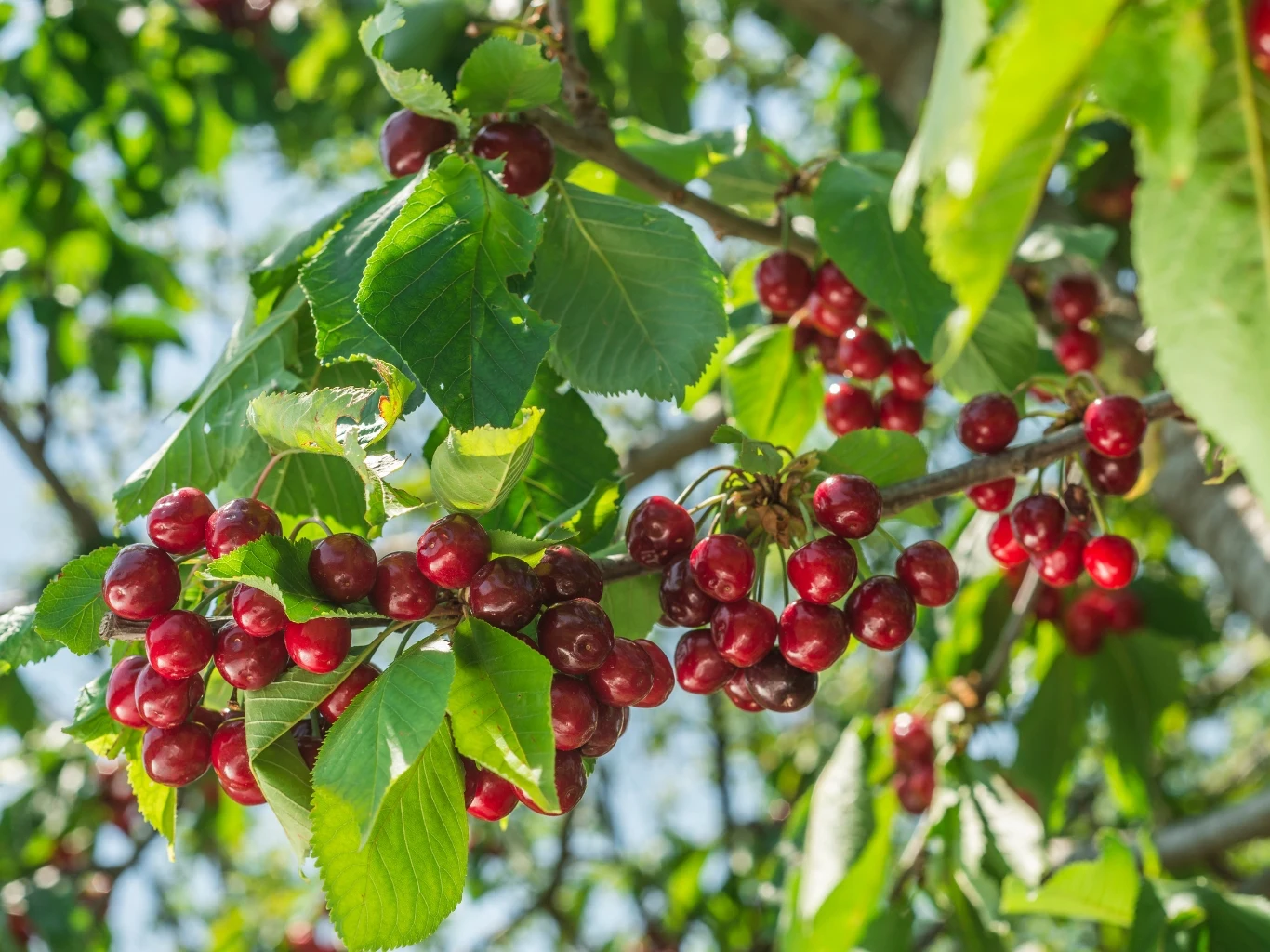 Czereśnia dobrze reaguje na majowe nawożenie m.in. popiołem i mączką bazaltową. Gałązka czereśni obwieszona licznymi, dojrzałymi owocami otoczonymi zielonymi liśćmi.