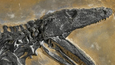 Temnospondyle były pradawnymi płazami, które osiągały niekiedy wielkie rozmiary
