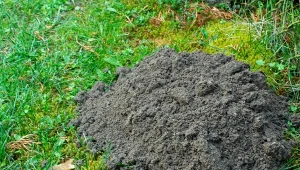 Weź z lodówki i wlej do kopca. Kret zwieje, gdzie pieprz rośnie