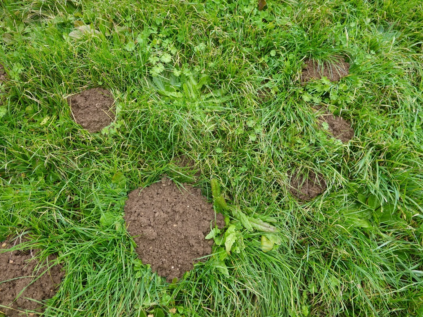 Kępy zielonej trawy z kilkoma kretowiskami.