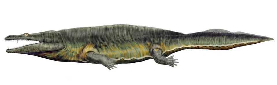 Metoposaurus krasiejowensis - duży temnospondyl z Polski Rekonstrukcja prehistorycznego wodnego gada o wydłużonym, opływowym ciele, szerokich szczękach z licznymi zębami oraz krótkich kończynach przekształconych w płetwy.