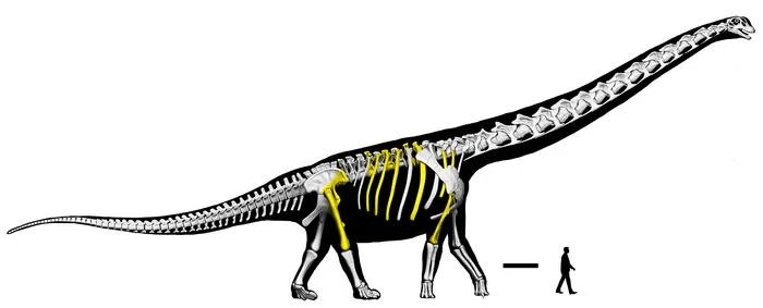 Szkielet dużego dinozaura z długą szyją i ogonem w porównaniu z sylwetką człowieka dla zobrazowania różnicy w rozmiarach.