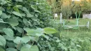 Rdestowiec według wielu jest niezniszczalny