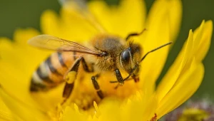 Pszczoły zapylają ponad 300 tysięcy gatunków roślin na świecie