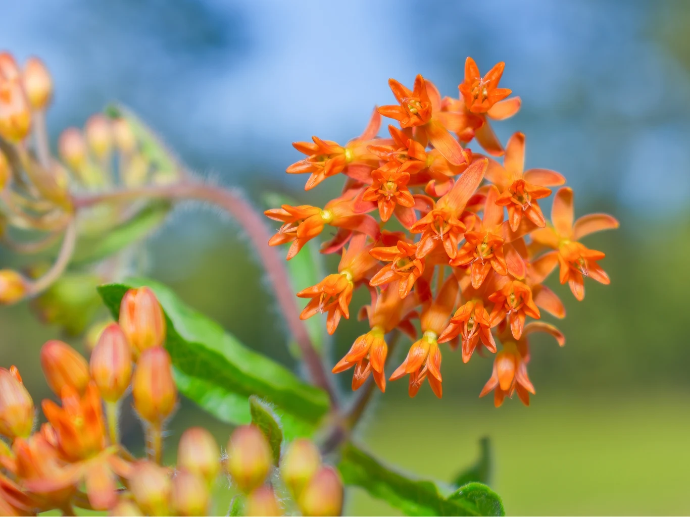 Jaskrawe, pomarańczowe kwiaty trojeści bulwiastej skupione w zwartym baldachu na tle zielonych liści i rozmytego, jasnego tła.