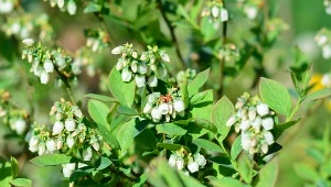 Działaj, póki borówka kwitnie. Pędy będą mocne i pełne owoców